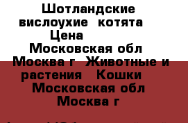 Шотландские  вислоухие  котята.  › Цена ­ 1 500 - Московская обл., Москва г. Животные и растения » Кошки   . Московская обл.,Москва г.